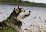 ALASKAN MALAMUTE 696